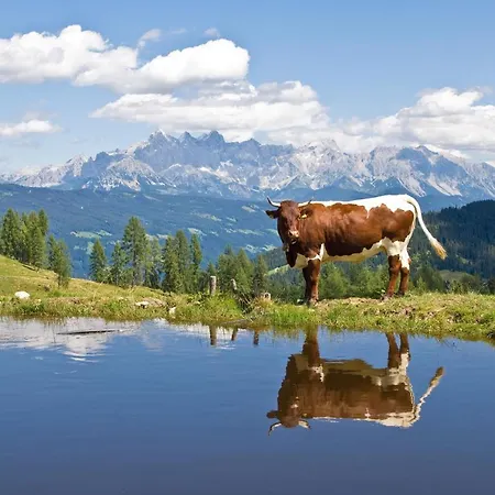 Sonnseitn 公寓 阿尔滕马克特蓬高