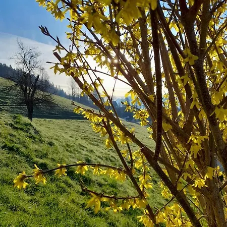 Sonnseitn 阿尔滕马克特蓬高